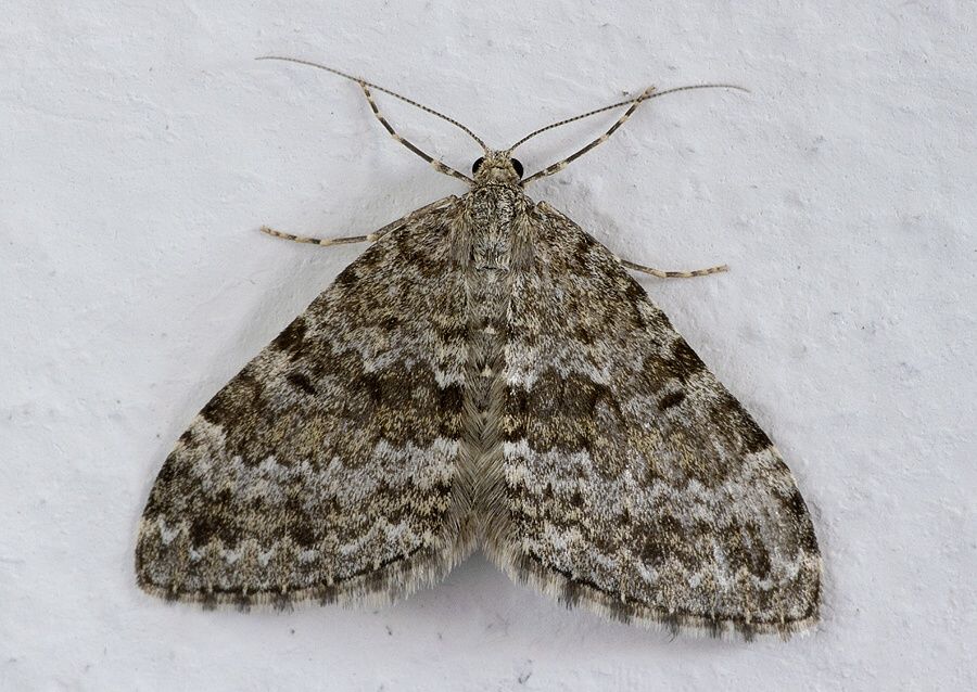 Entephria caesiata