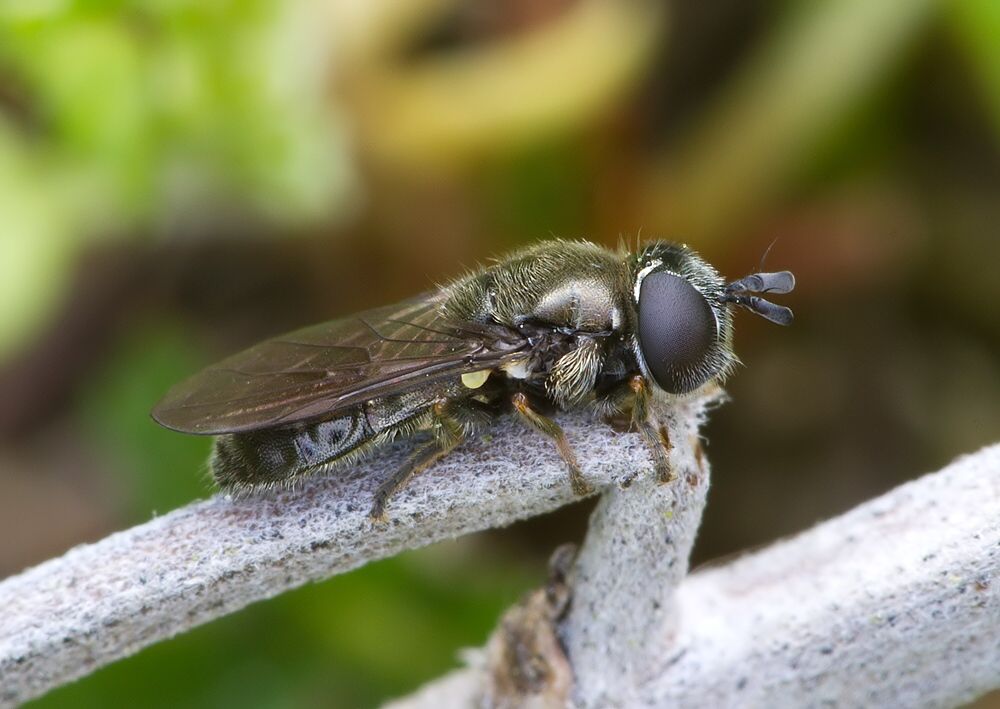 Pipizella virens