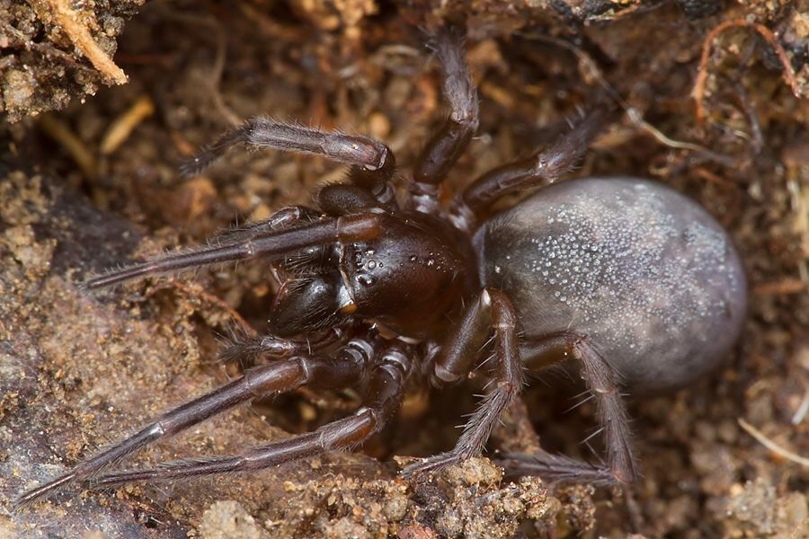 Coelotes cf. terrestris