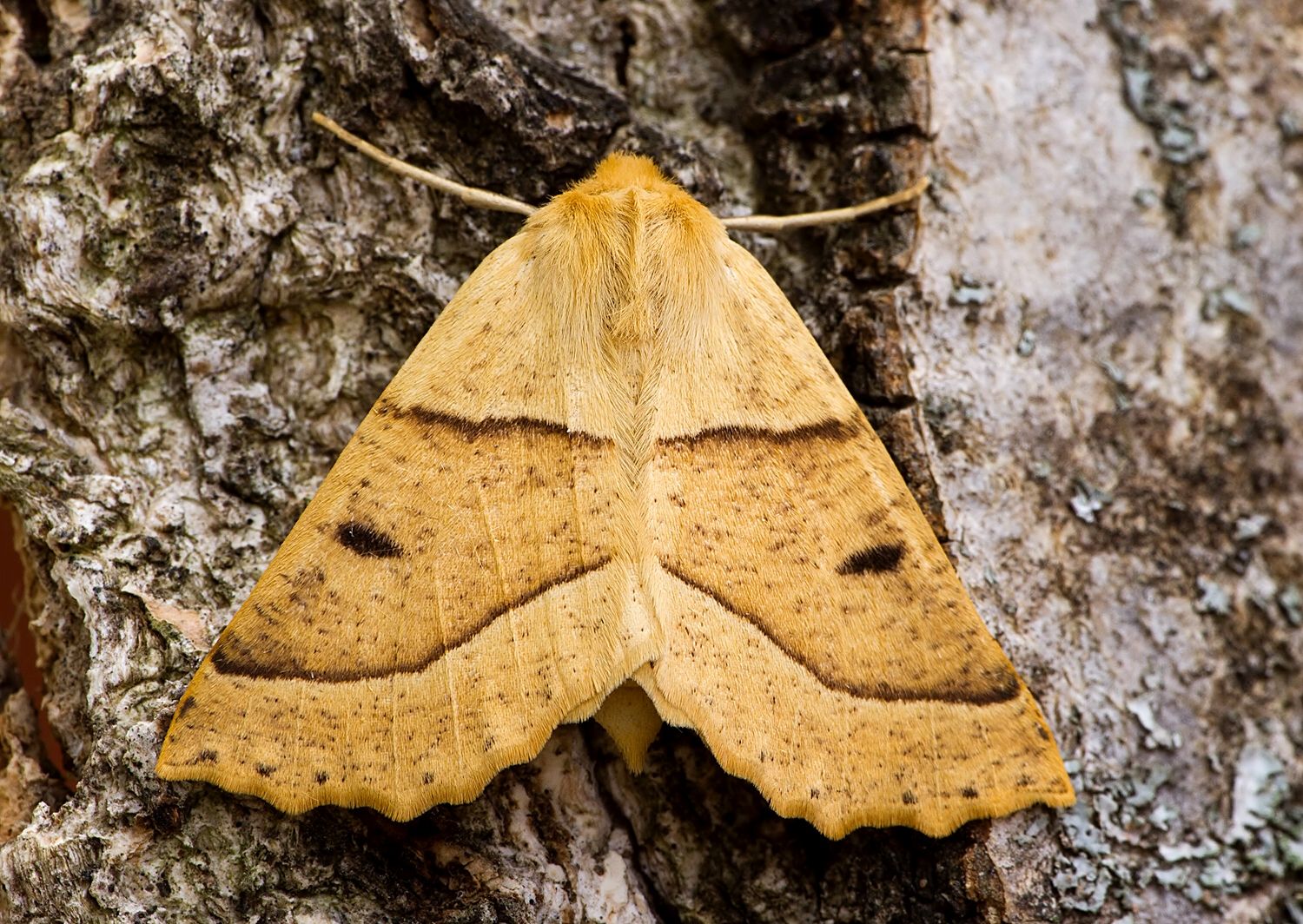 Crocallis elinguaria