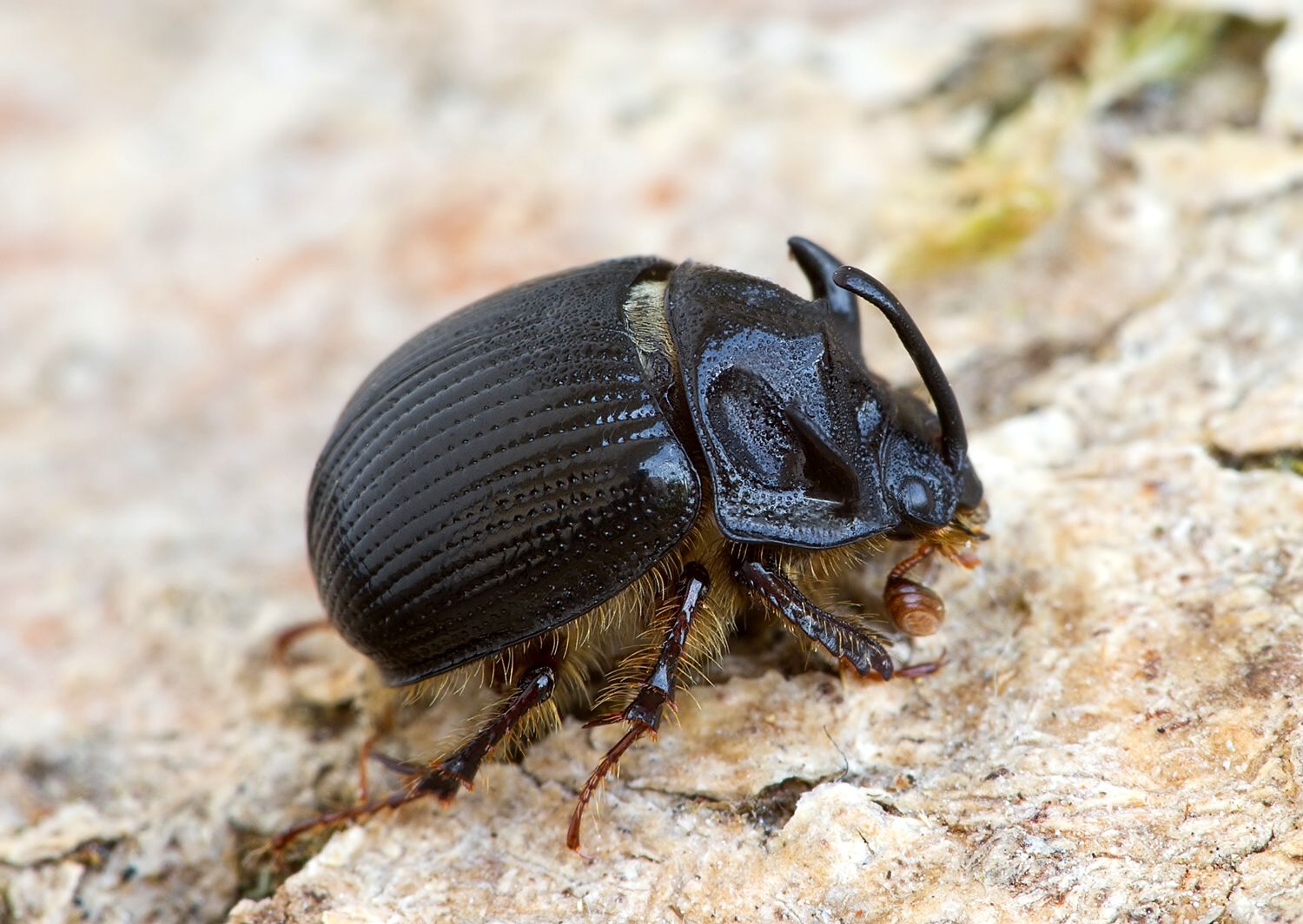 Bolboceras armiger