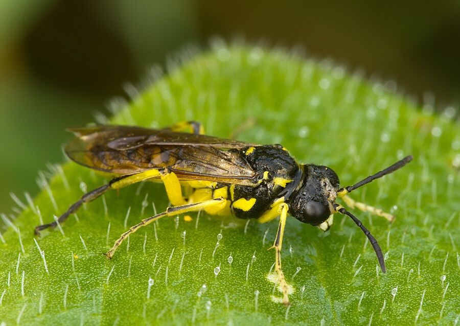 Tenthredo notha