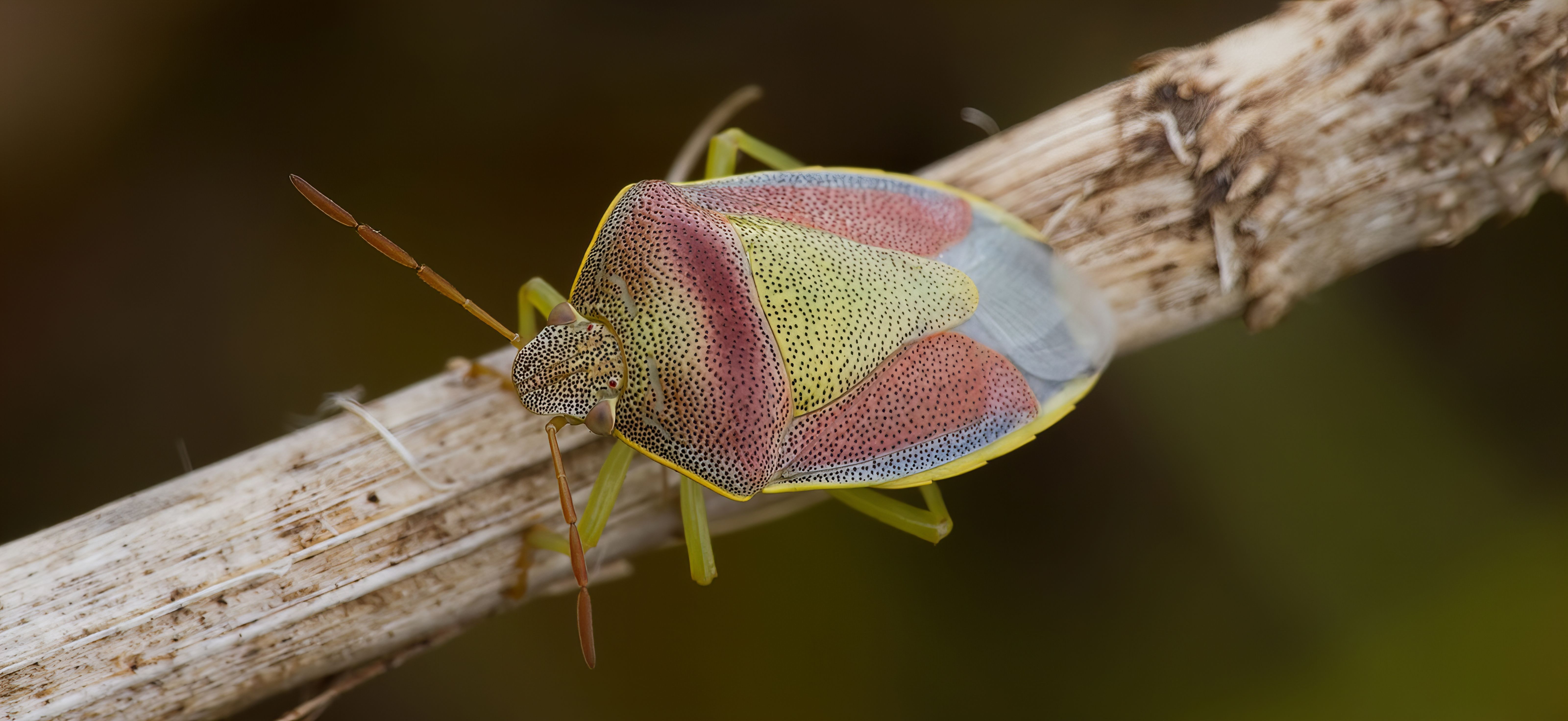 Hemiptera