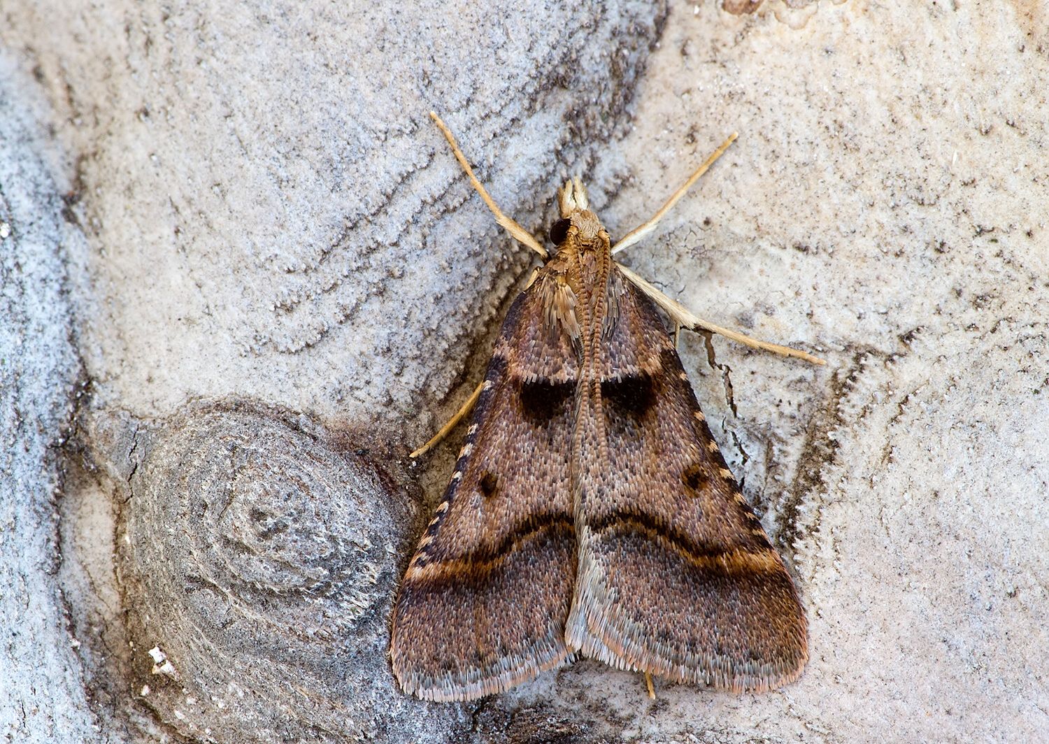 Stemmatophora brunnealis