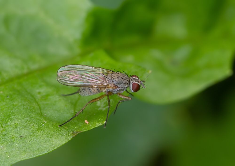 Coenosia bilineella