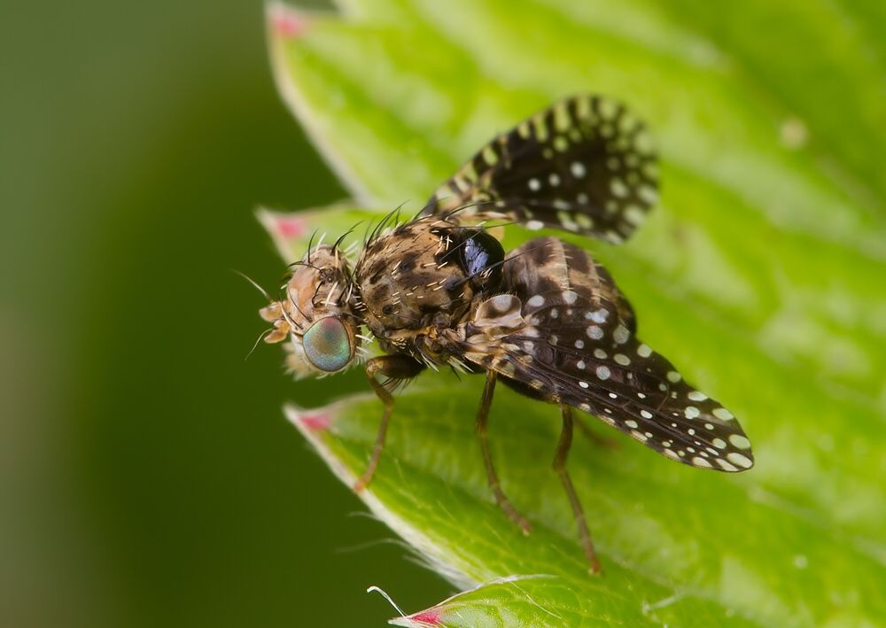 Noeeta pupillata