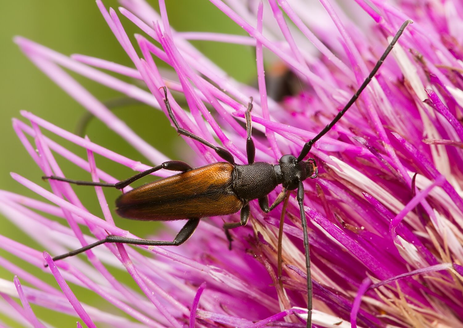 Stenurella melanura
