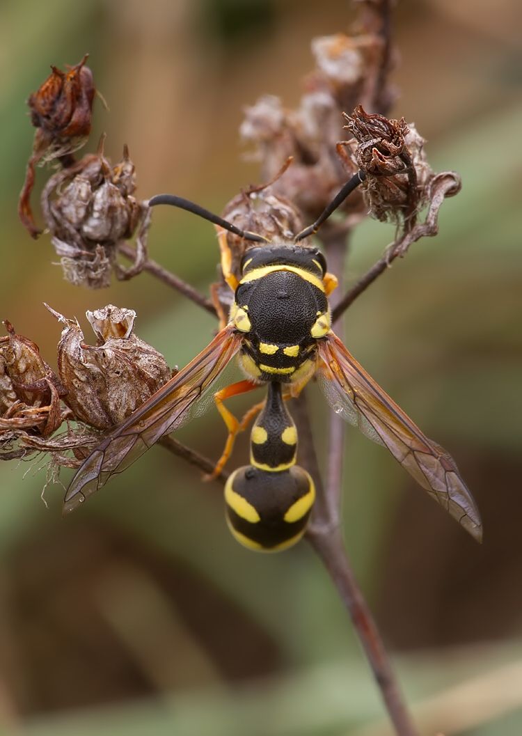 Eumenes coronatus