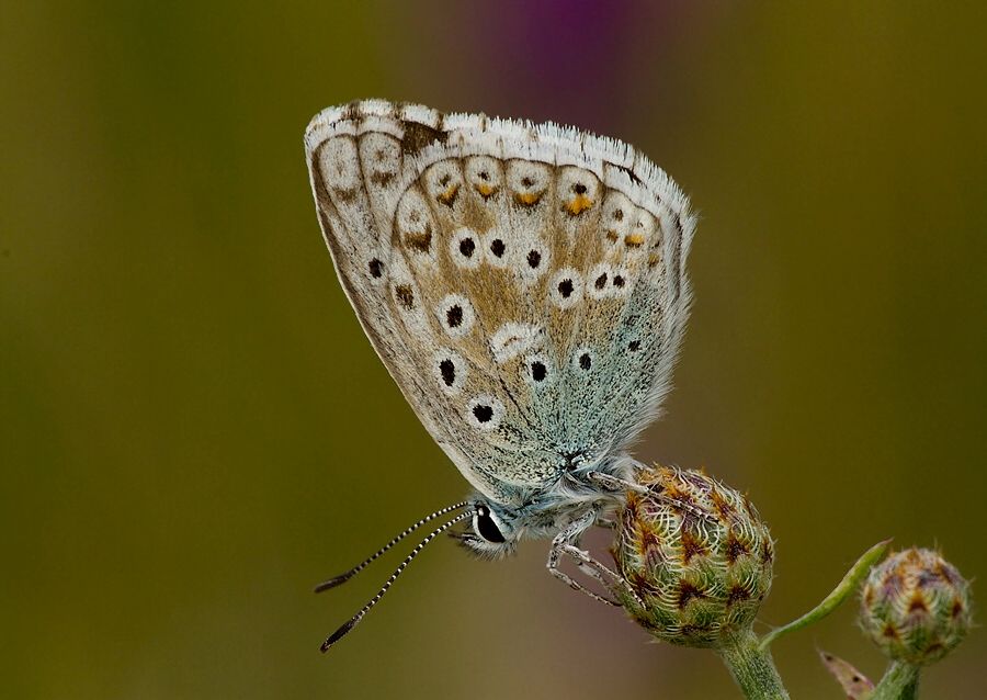 Polyommatus slovacus