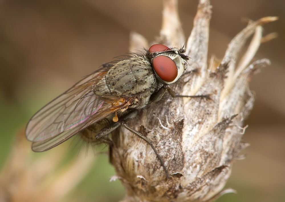 Leucophora personata