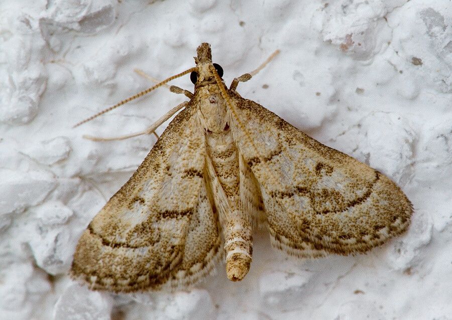 Metasia ophialis