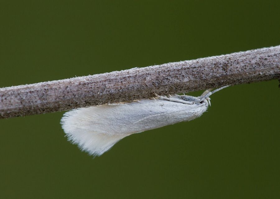 Elachista argentella