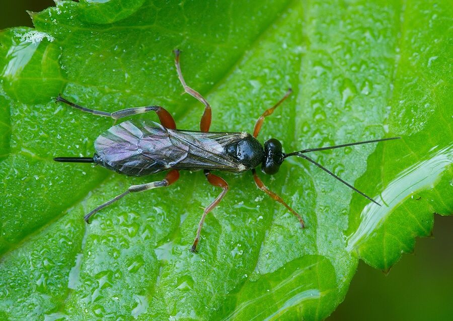 Pimpla turionellae