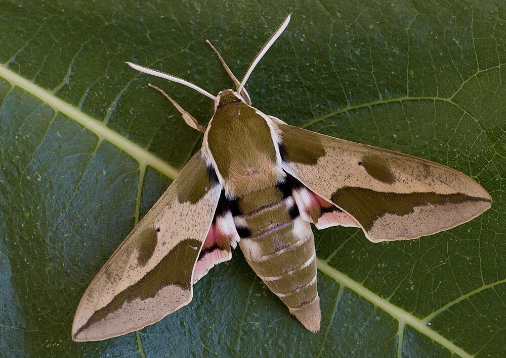 Hyles euphorbiae