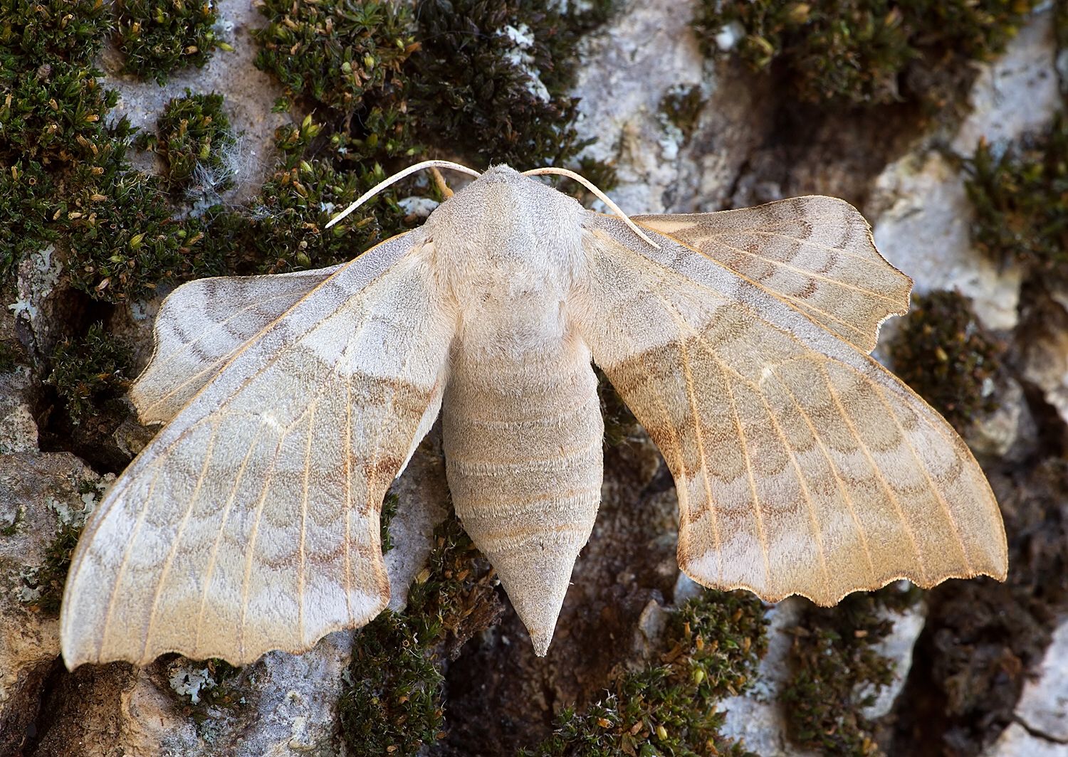 Laothoe populi
