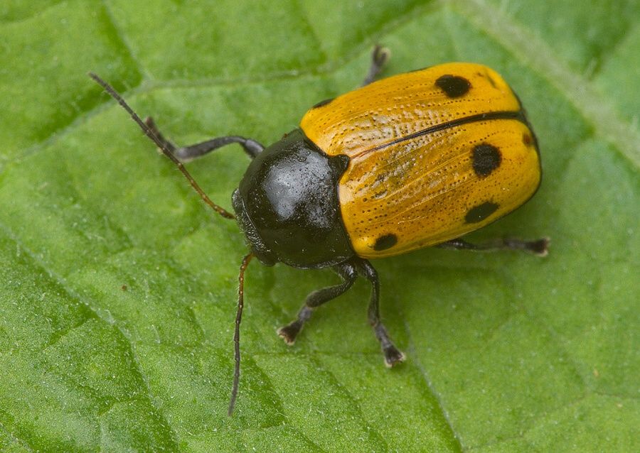 Cryptocephalus imperialis