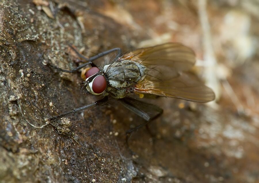 Hydrotaea dentipes
