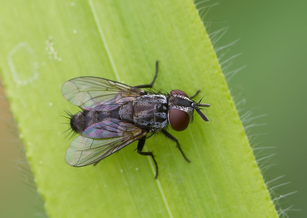 Blepharomyia pagana cf.