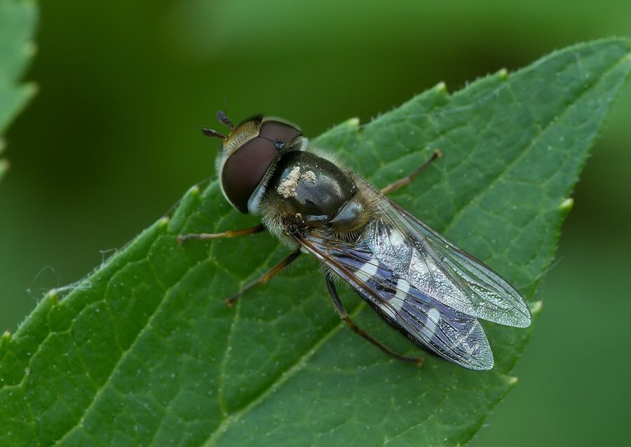 Scaeva pyrastri