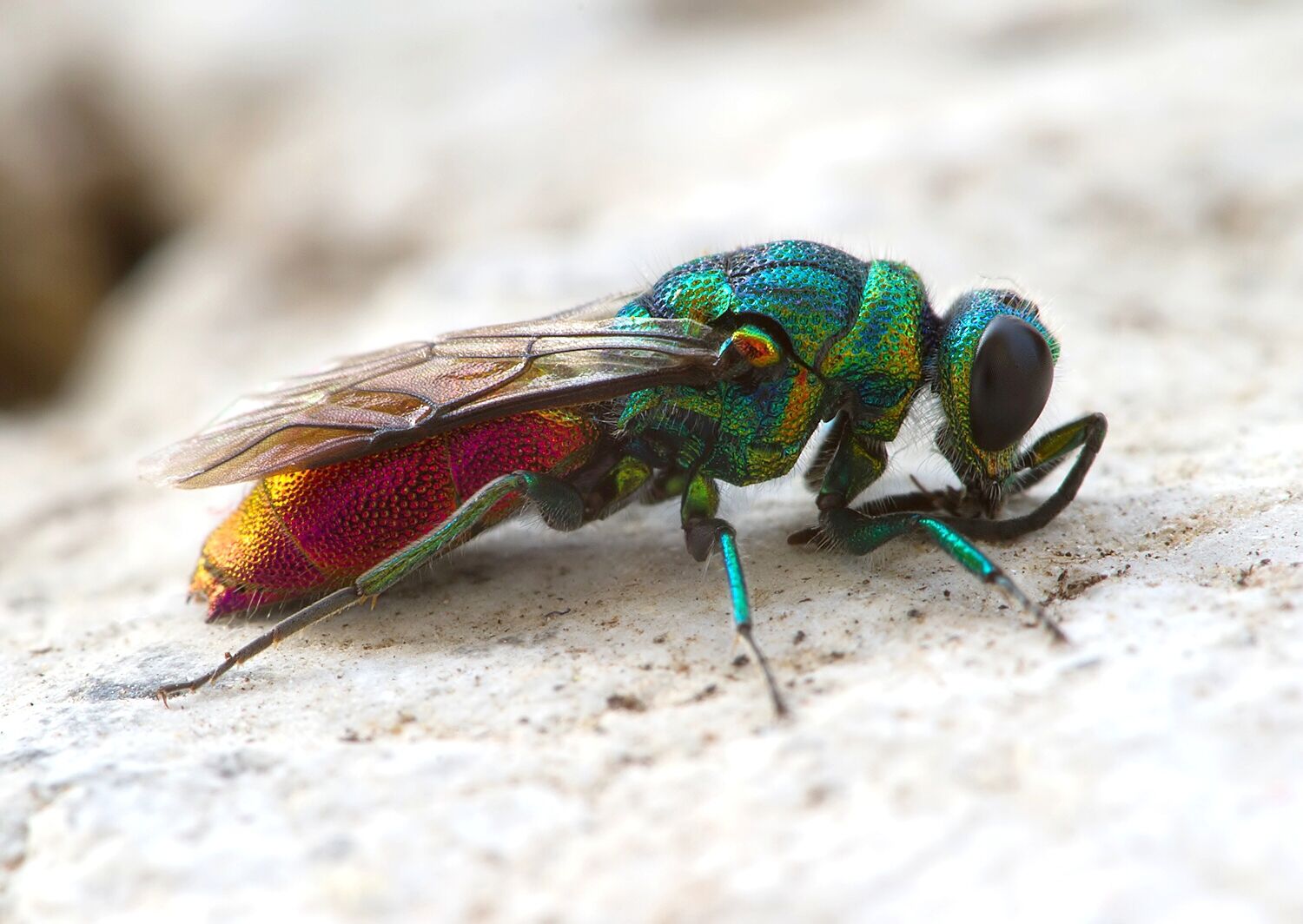 Chrysis ignita
