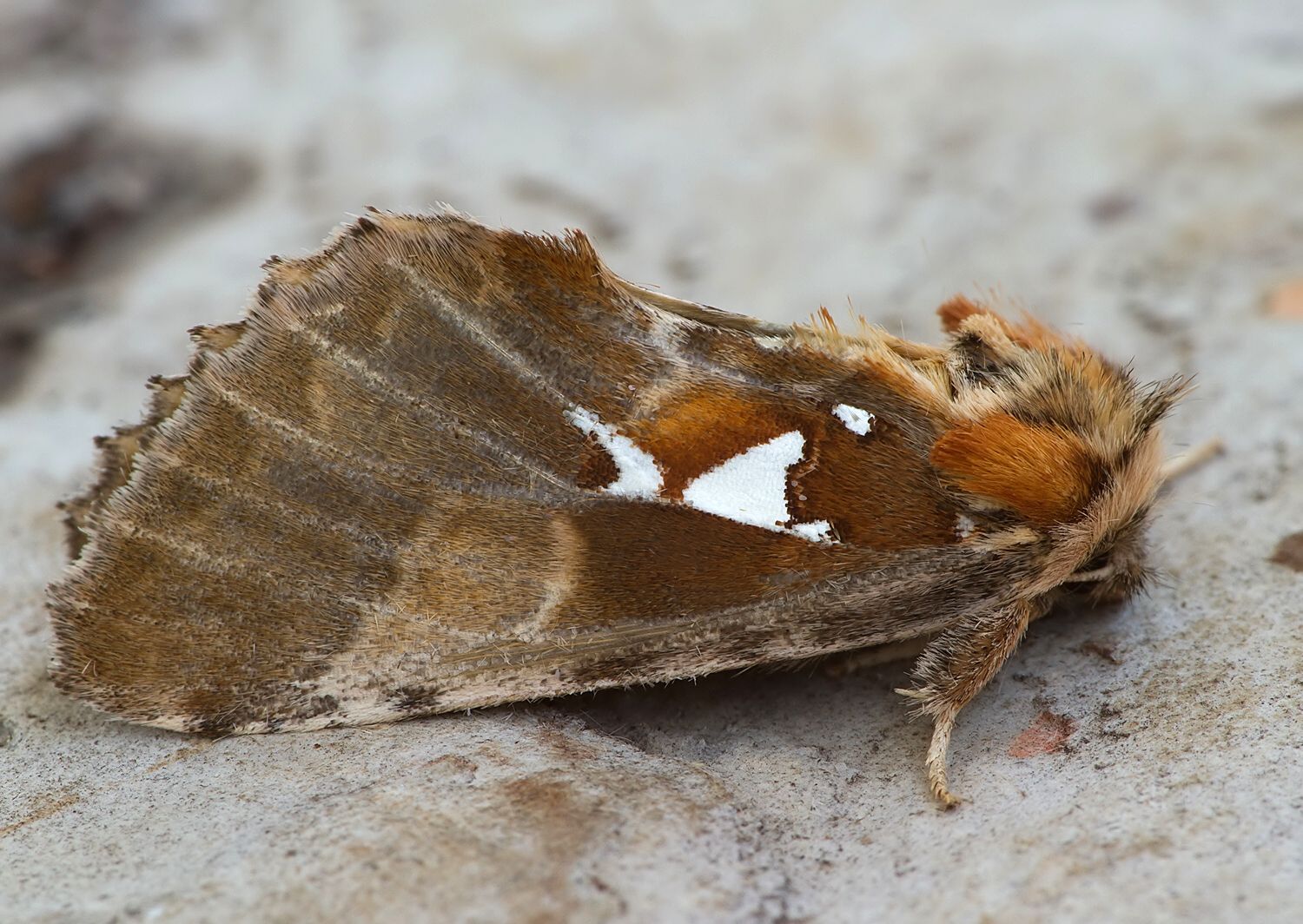 Spatalia argentina