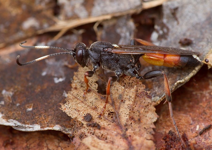Ichneumon bucculentus
