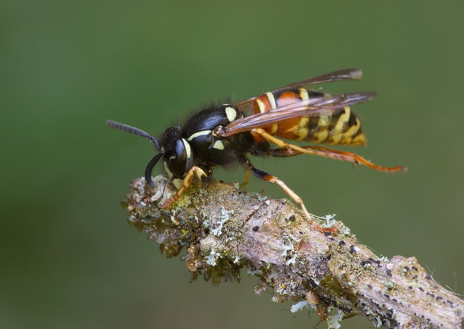 Vespula rufa