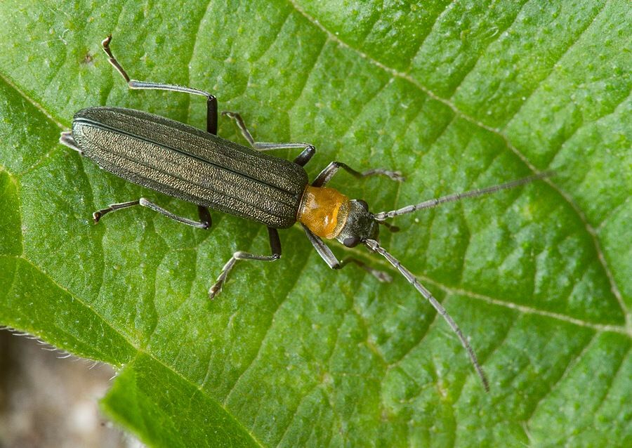 Ischnomera sanguinicollis