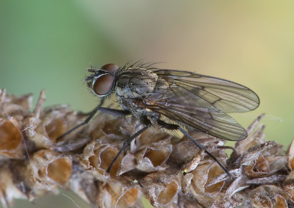 Anthomyia monilis