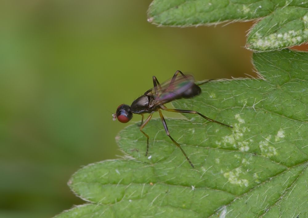 Nemopoda nitidula