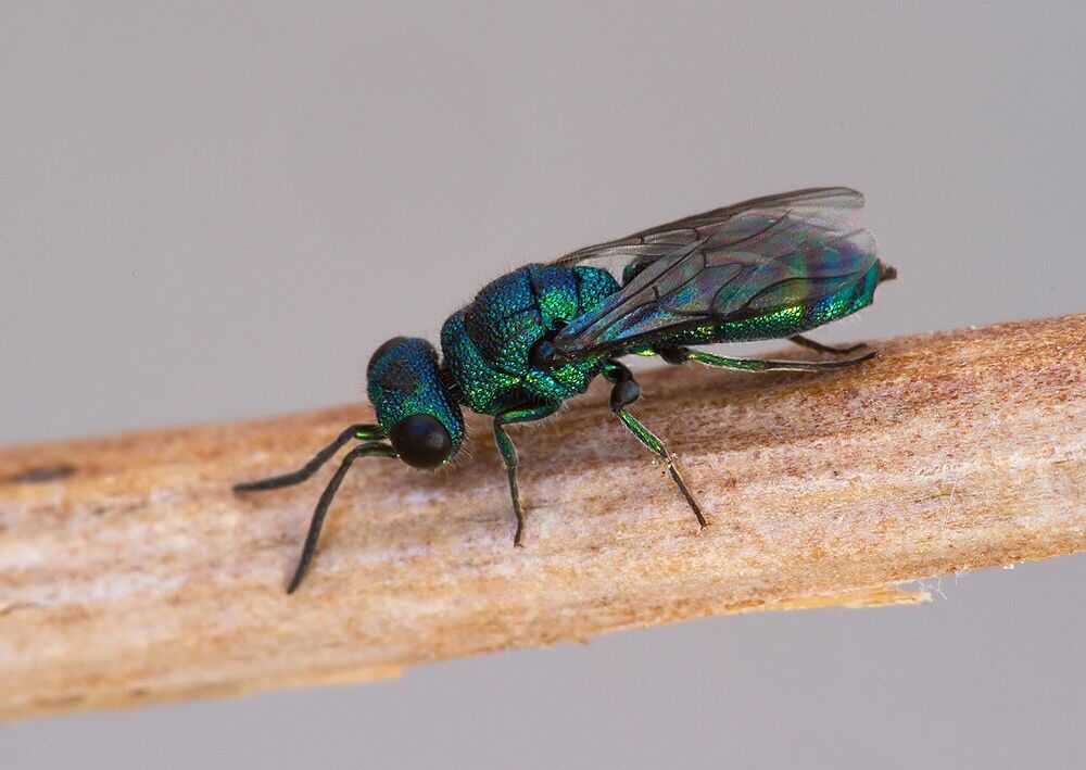 Trichrysis cyanea