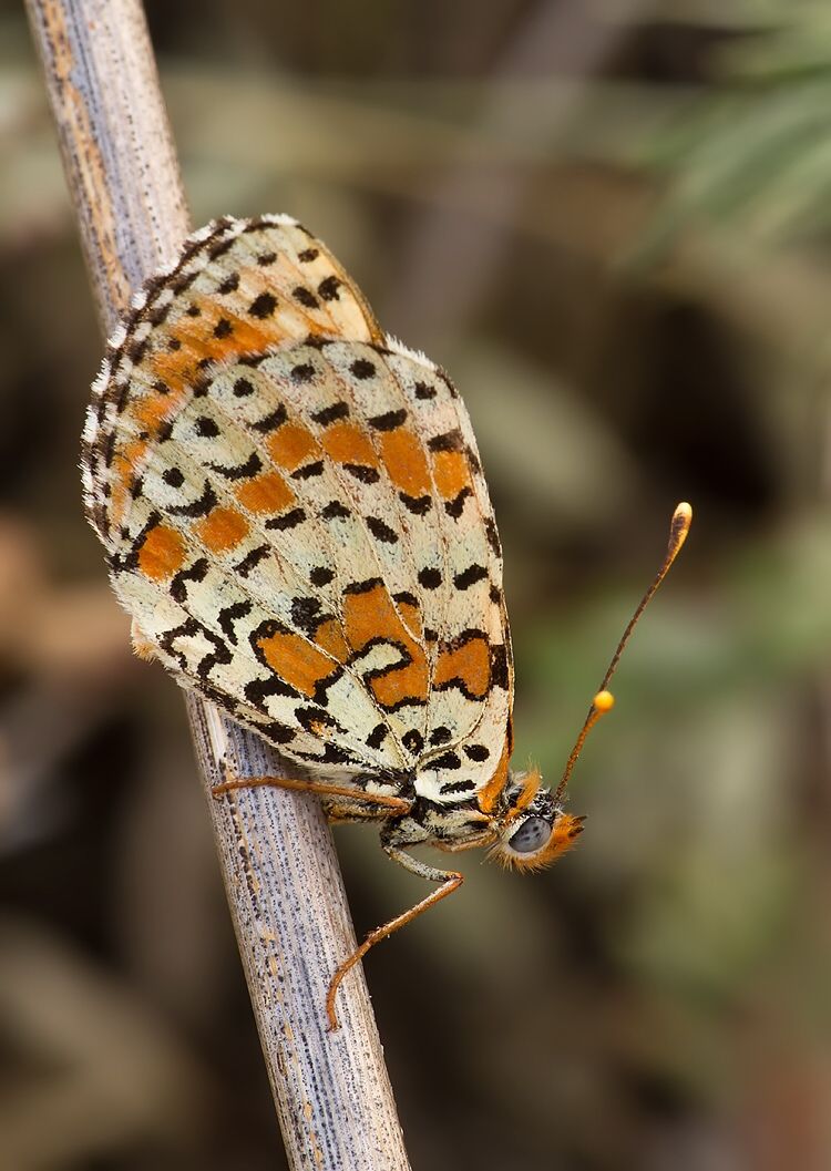 Melitaea didyma