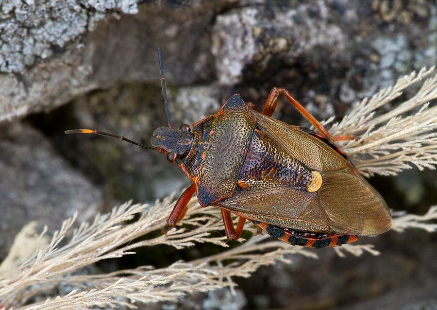 Pinthaeus sanguinipes