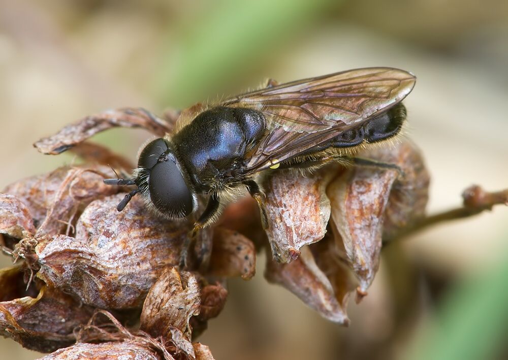 Pipizella virens
