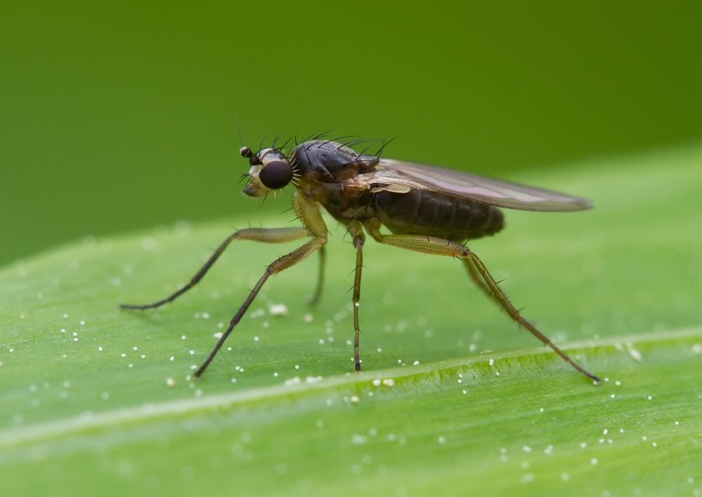 Lonchoptera lutea