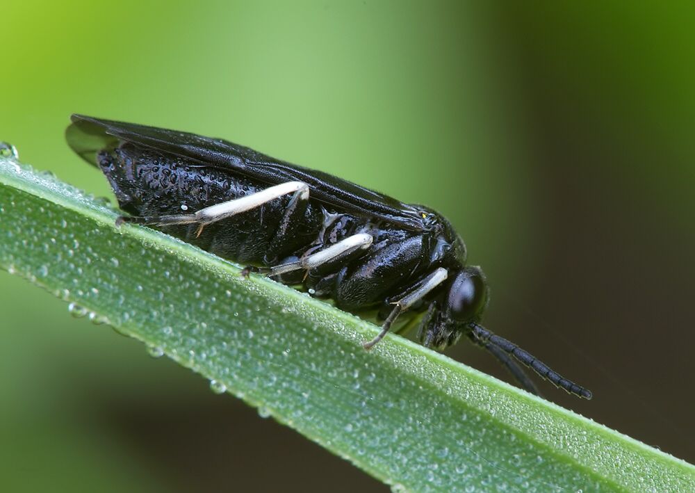 Monophadnus pallescens