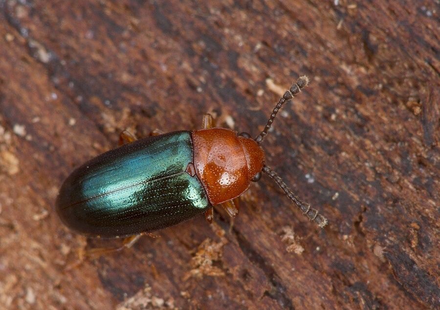 Triplax aenea