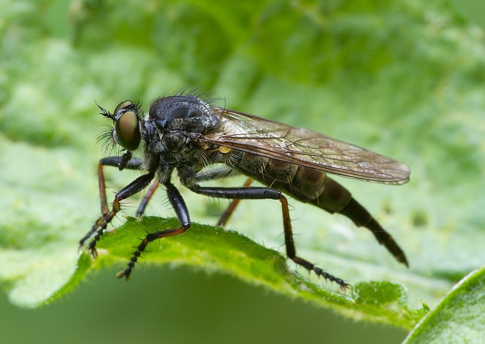 Neoitamus cyanurus