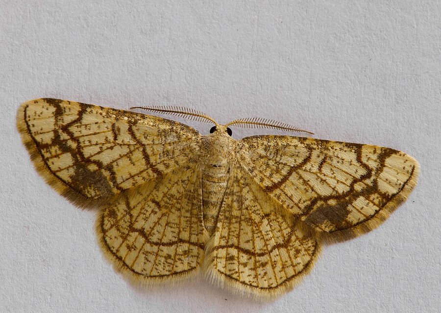 Stegania dilectaria