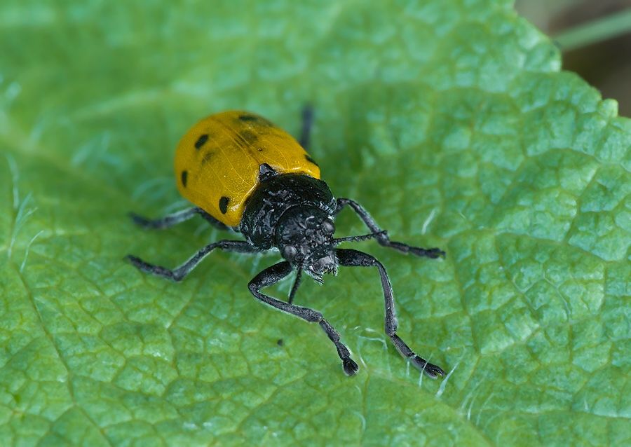 Lachnaia sexpunctata