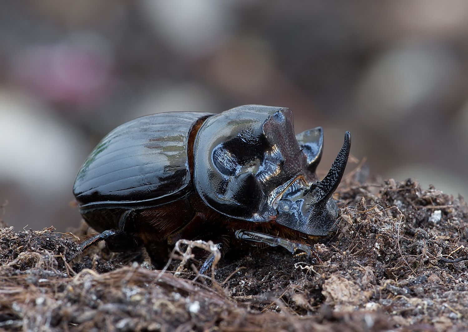 Copris lunaris