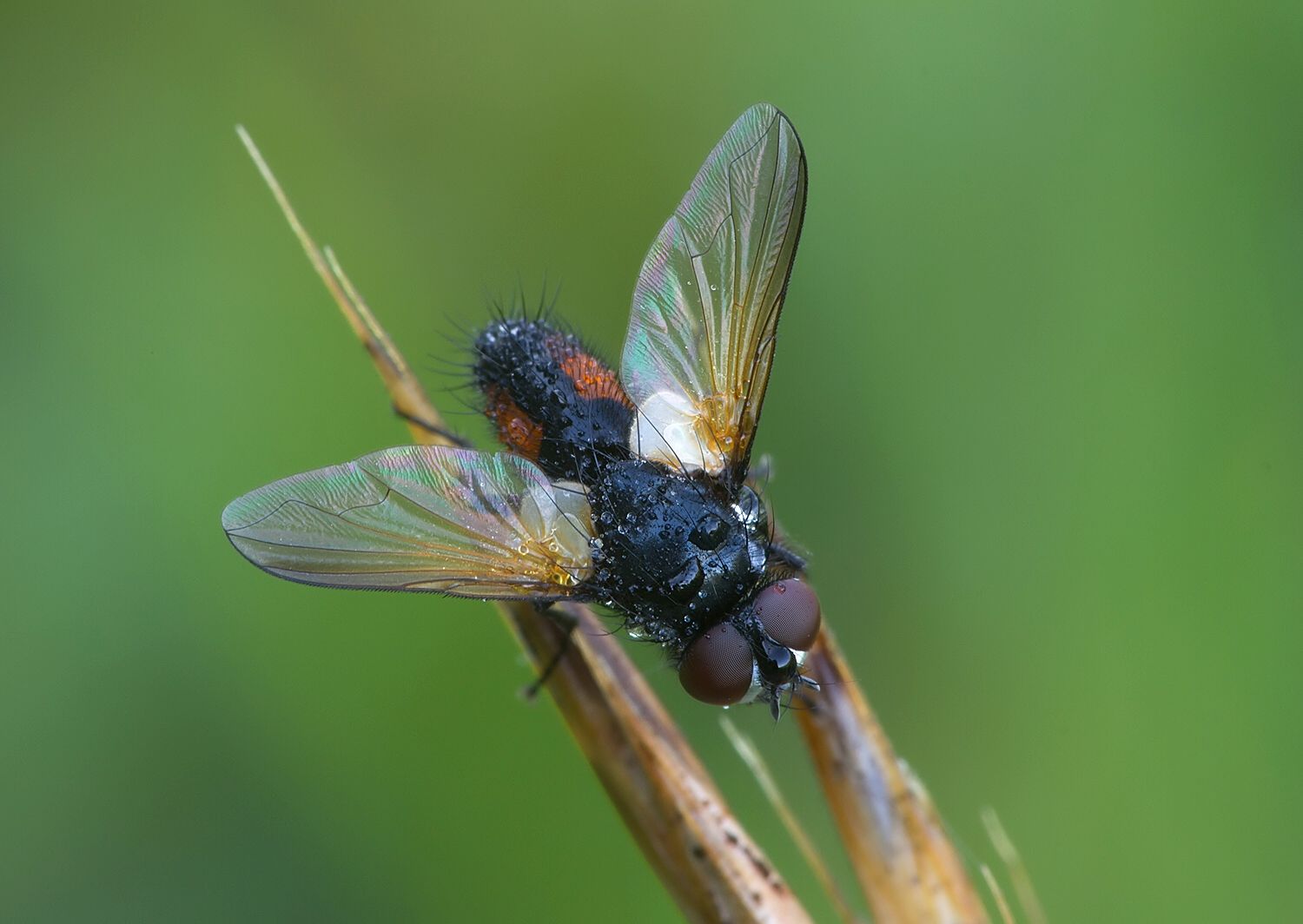 Clairvillia biguttata