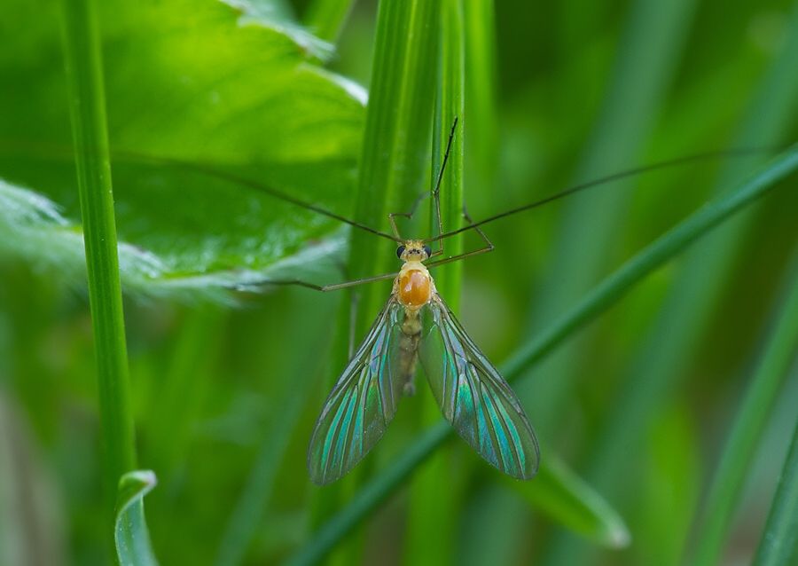 Macrocera lutea