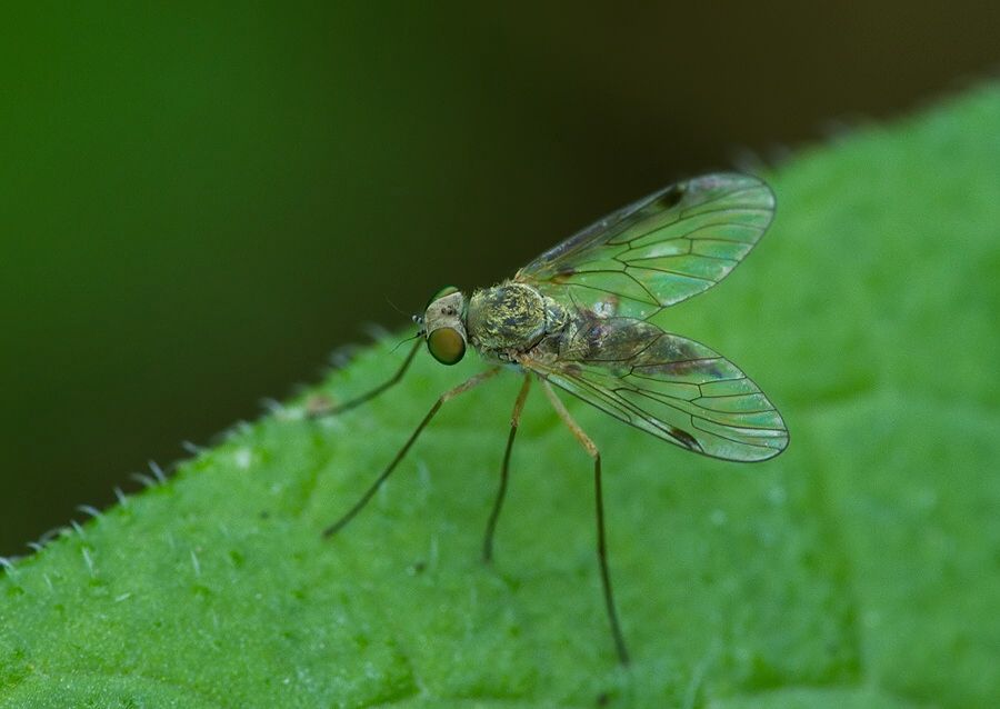 Chrysopilus asiliformis