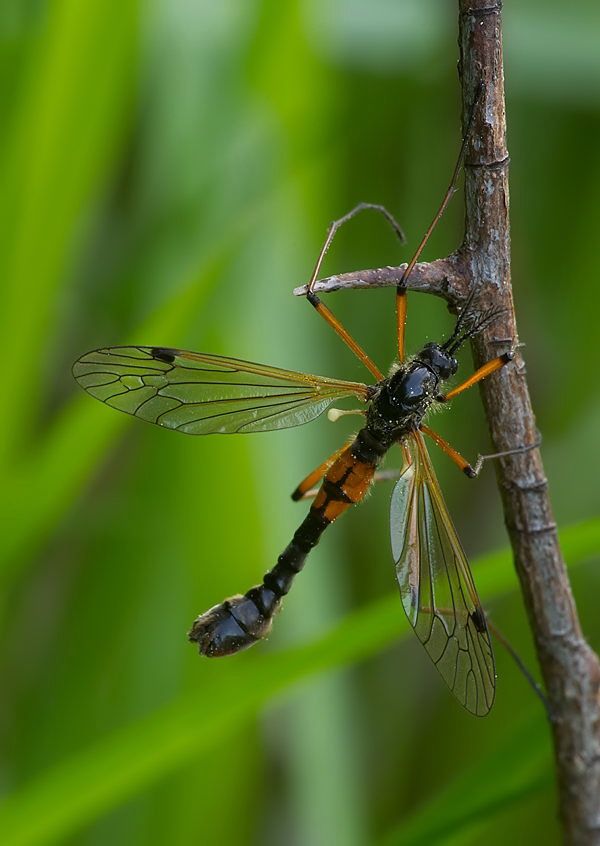 Tanyptera nigricornis