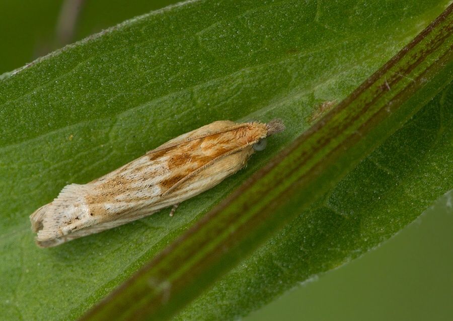 Eucosma cana