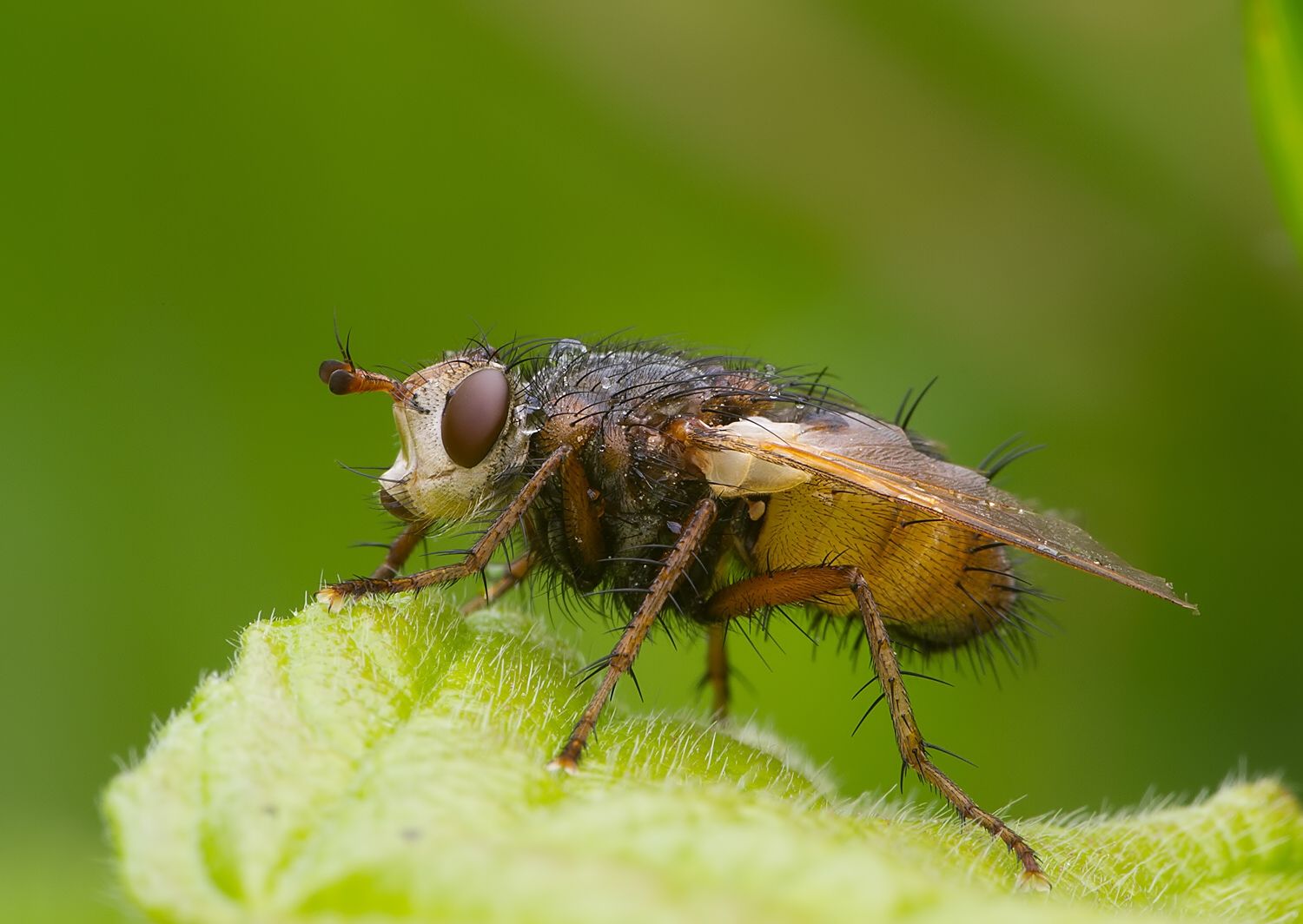 Tachina fera