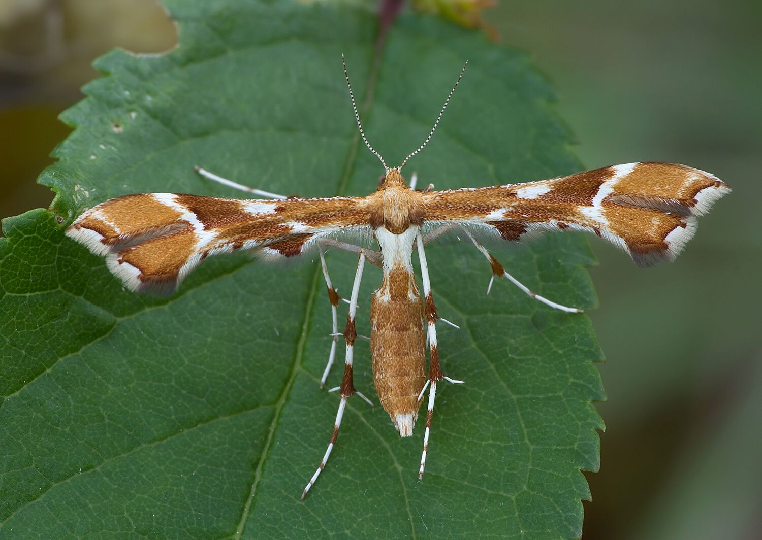 Cnaemidophorus rhododactyla