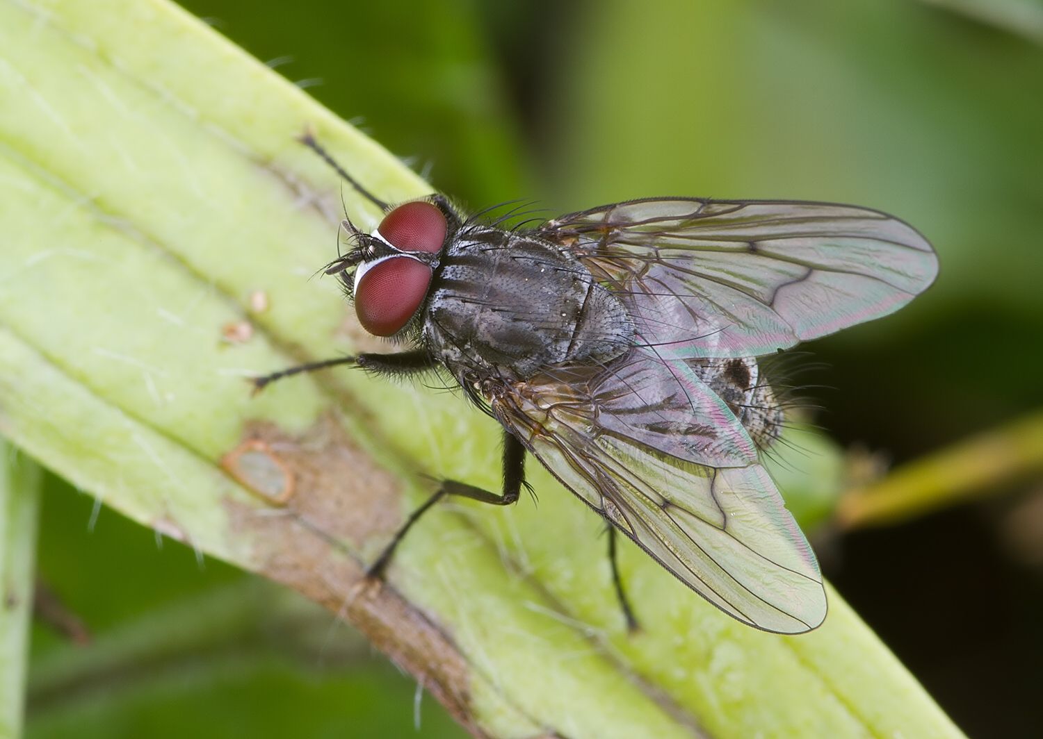 Helina evecta