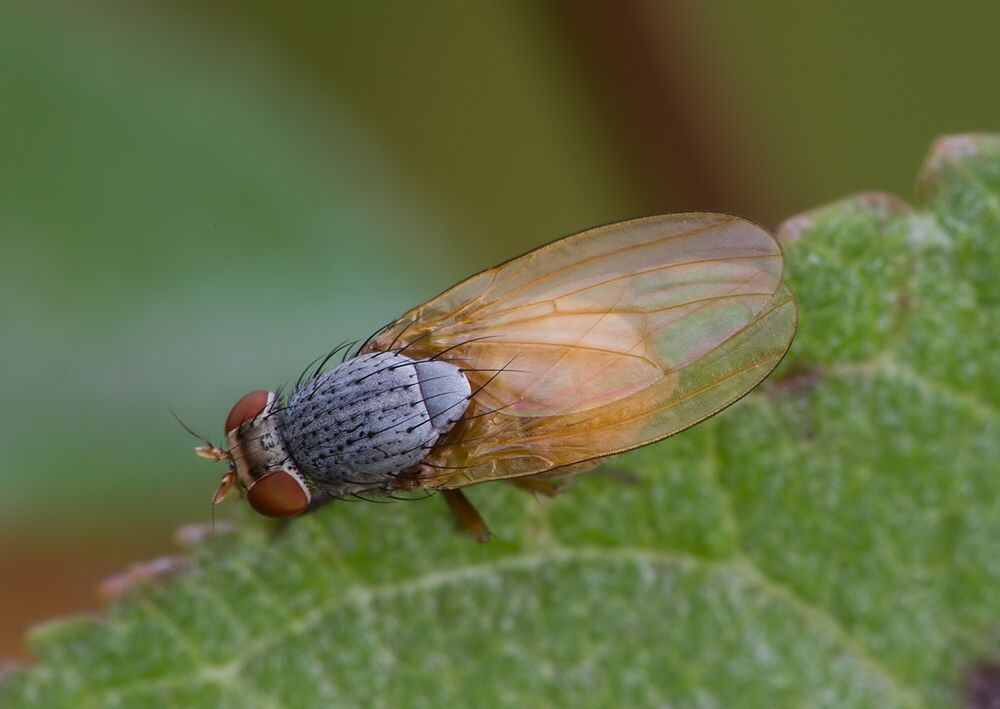 Minettia fasciata